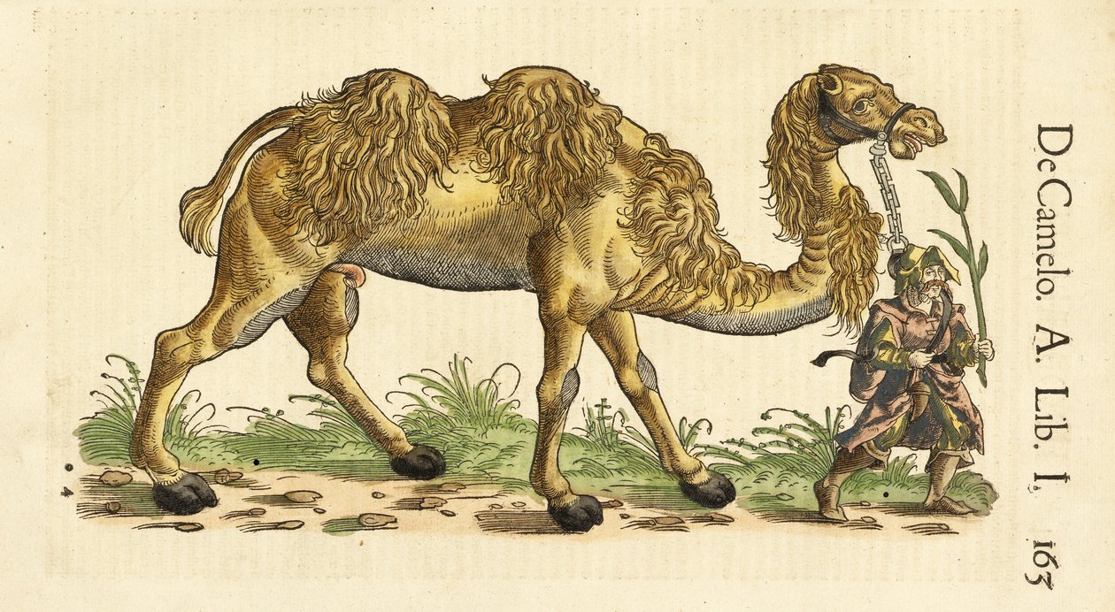 Historiae Animalium'dan Bactrian Camel, Conrad Gessner (1516 - 1565), c. 1551-58 (el renkli gravür) by Swiss School