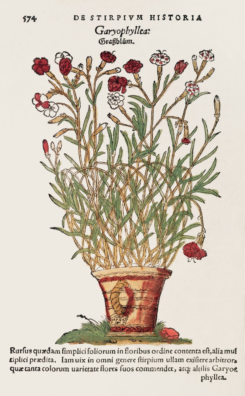 Karanfil, De Historia Stirpium