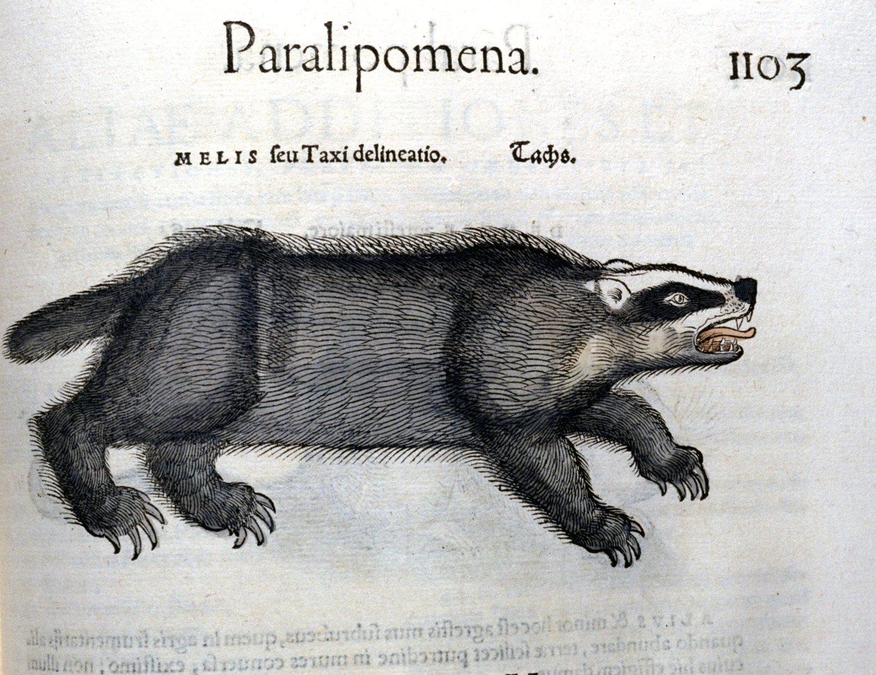 Porsuk, Conrad Gesner