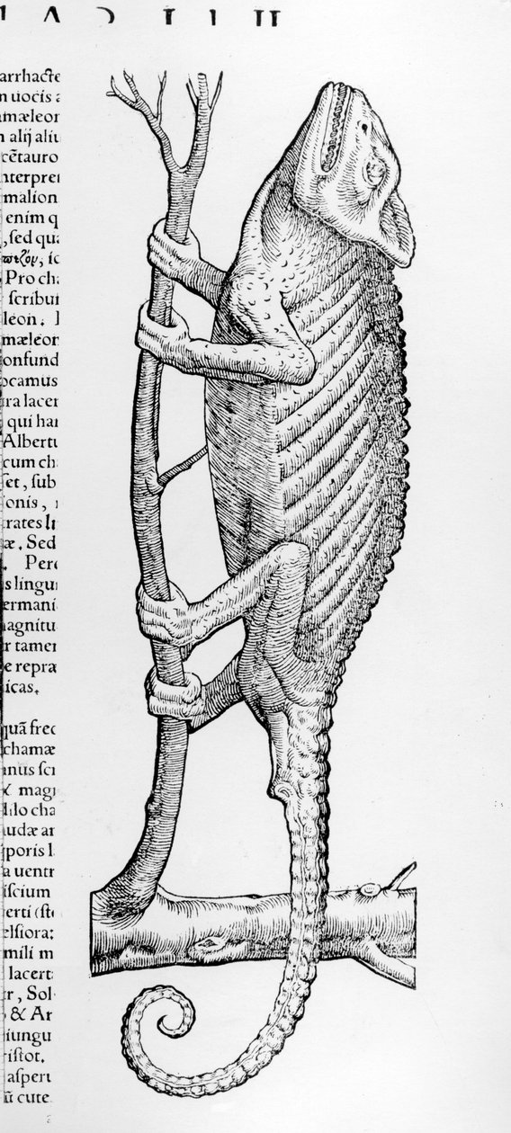 Bukalemun, Conrad Gesner tarafından yazılan "yaşayan tarih kitabı 2, kızılcık Oviparis"ten, 1554