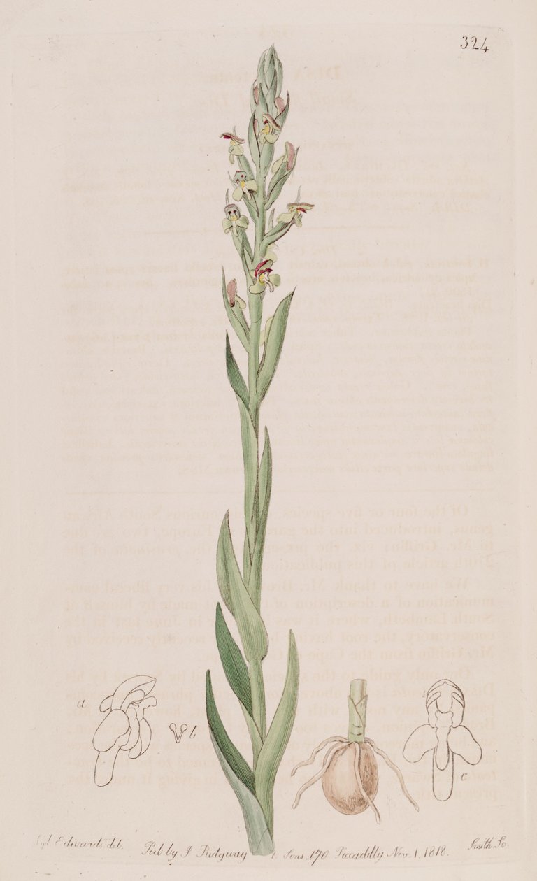 Illustration of Disa bracteata by Sydenham Teast Edwards
