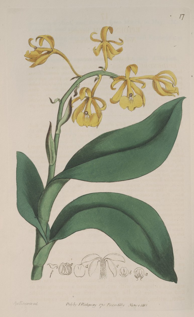 Epidendrum nutans çizimi by Sydenham Teast Edwards