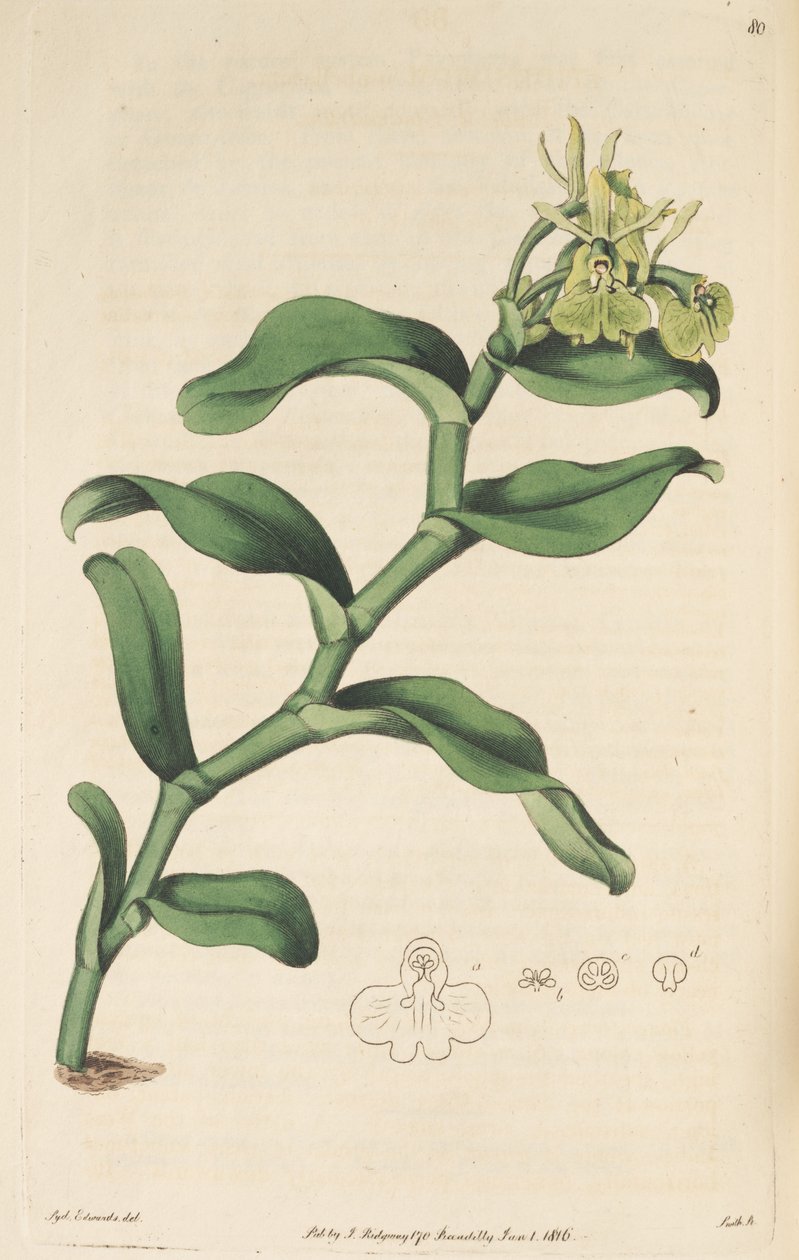 Epidendrum umbelliferum