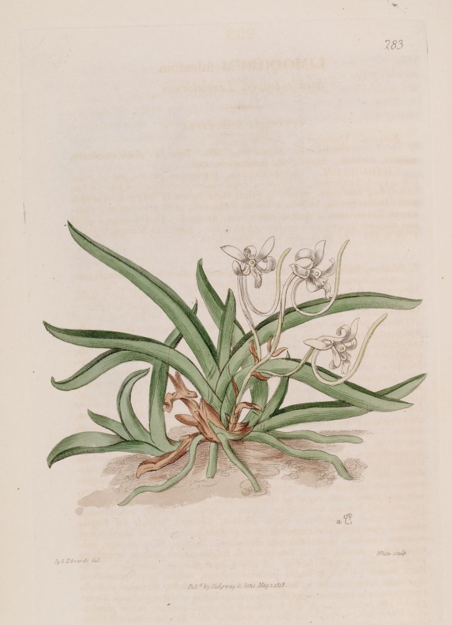 Neofinetia falcata