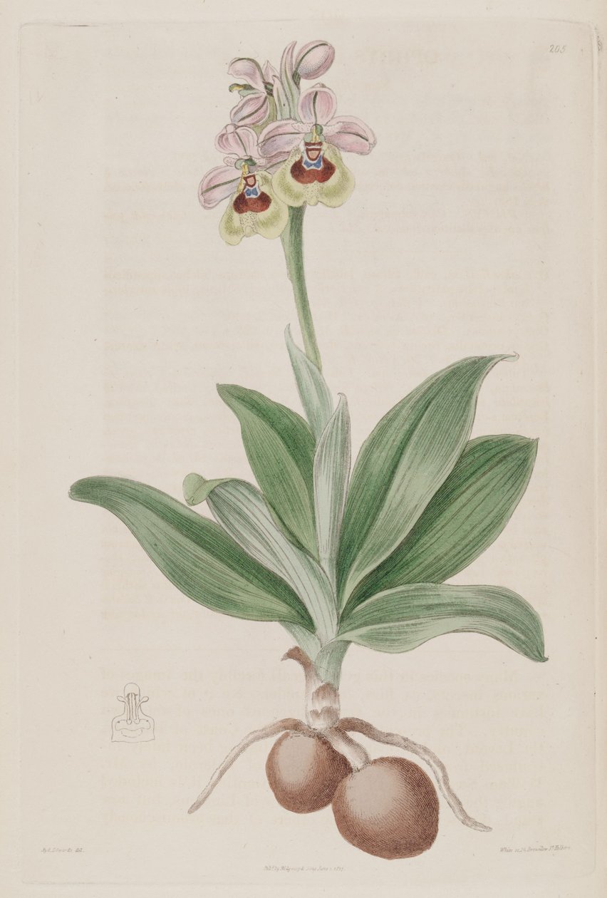 Ophrys tenthredinifera çizimi by Sydenham Teast Edwards