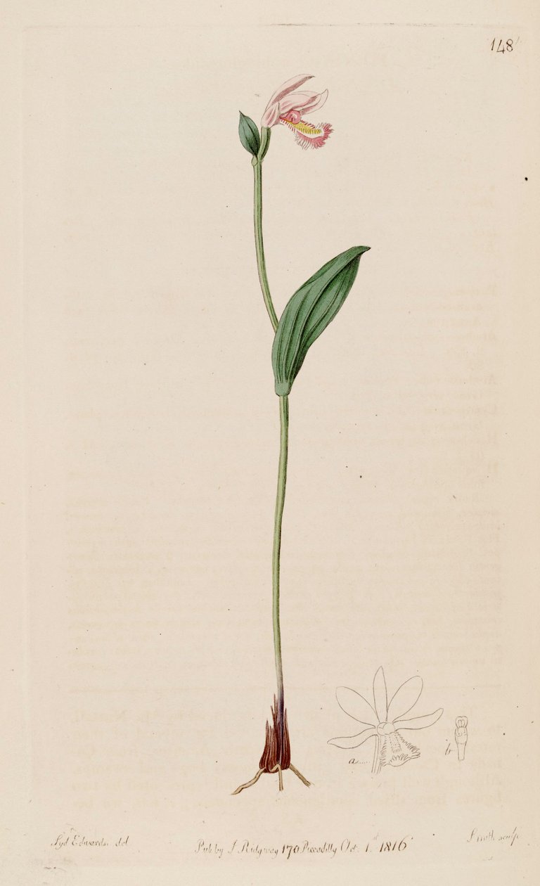 Pogonia ophioglossoides çizimi by Sydenham Teast Edwards