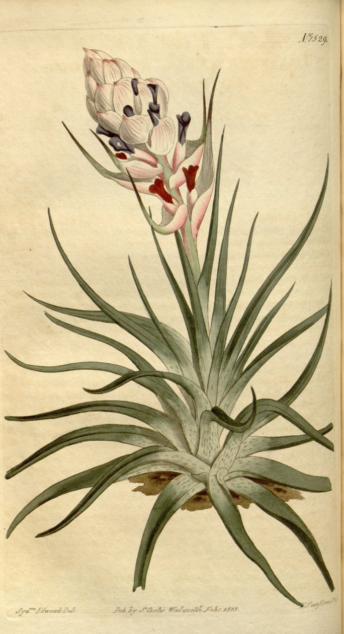 Tillandsia stricta çizimi by Sydenham Teast Edwards
