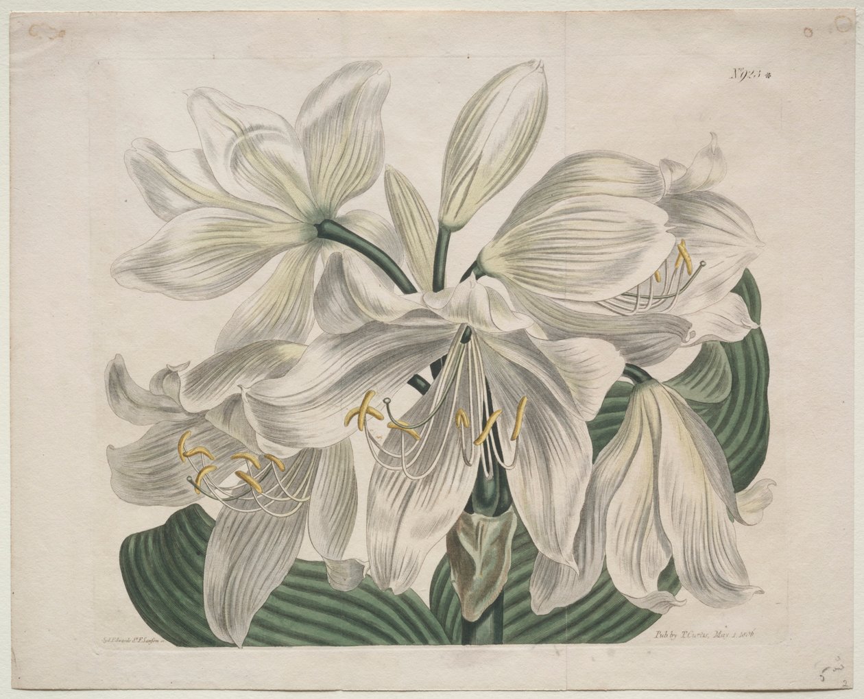 Sergilenen Botanik Dergisi veya Çiçek Bahçesi: White Cape - Coast Lily, 1806. by Sydenham Teast Edwards