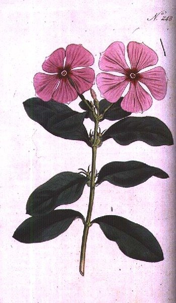 Deniz salyangozu (Vinca rosea madagaskar), William Curtis