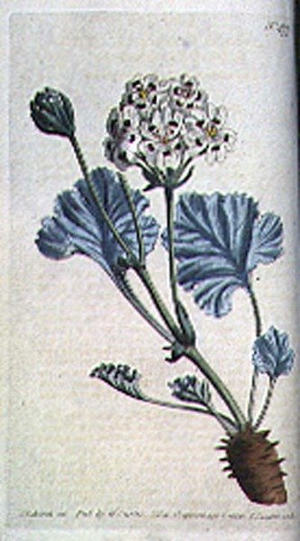 Kalın saplı turna gagası (Pelargonium crassicaule), William Curtis