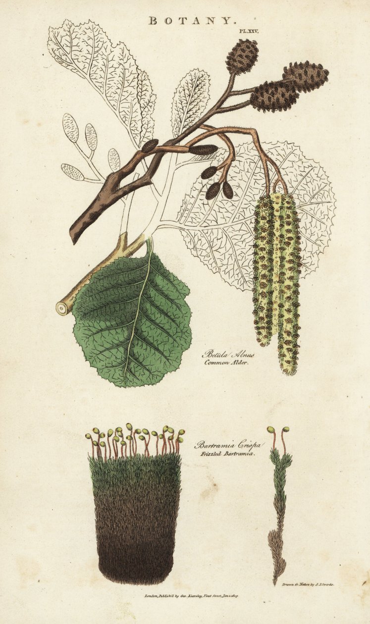 Kızılağaç (aune) ve yosun varyetesi - Yaygın kızılağaç ağacı, Betula alnus ve kıvrık bartramia, Bartramia crispa. John Mason Good