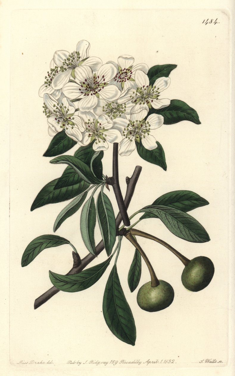 Badem yapraklı armut - Badem yapraklı armut, Pyrus amygdaliformis (Kar armut, Pyrus nivalis). Sydenham Edwards