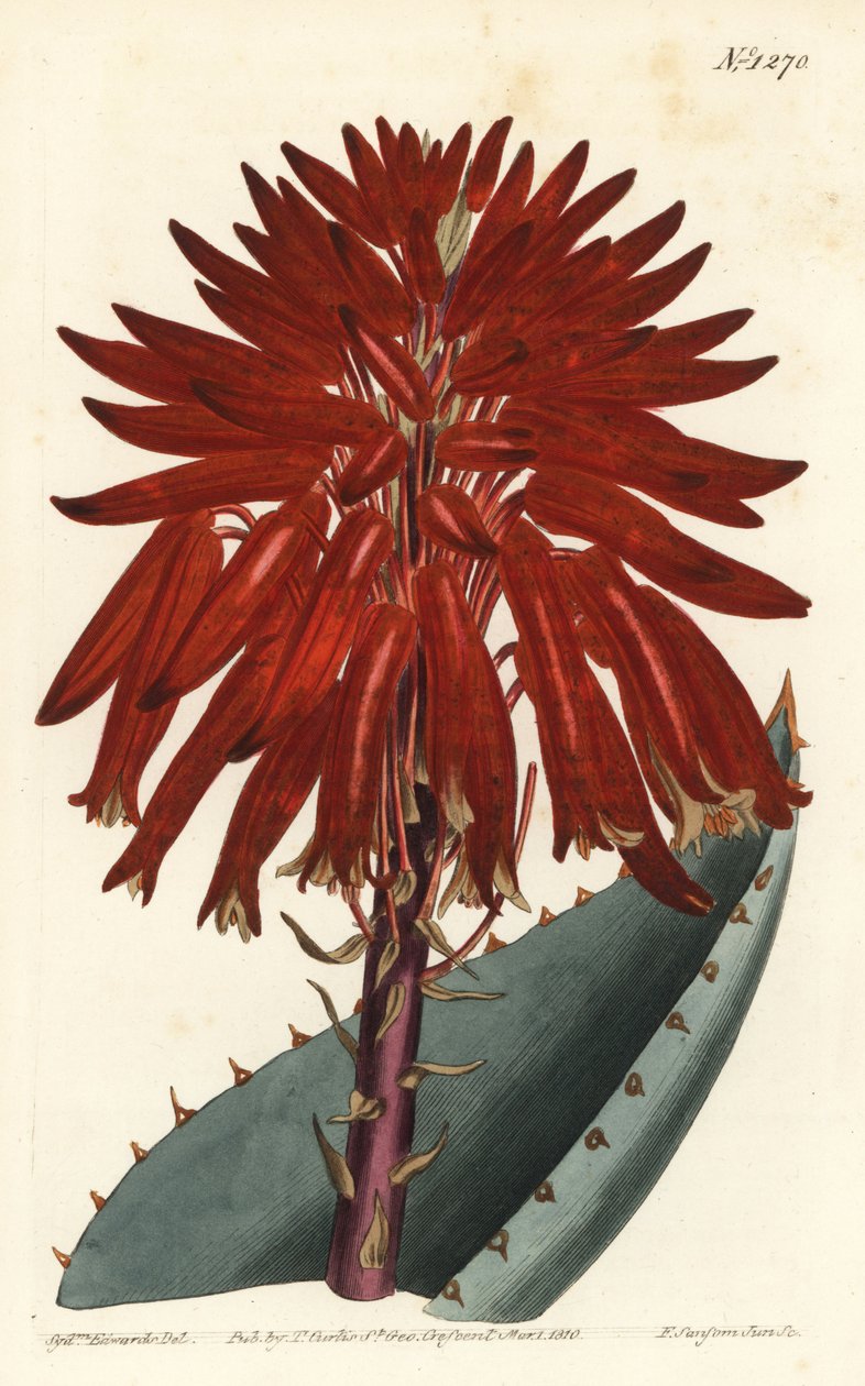 Aloe - Moloz aloe, Aloe perfoliata (Mitre aloe, Aloe mitraeformis). William Curtis