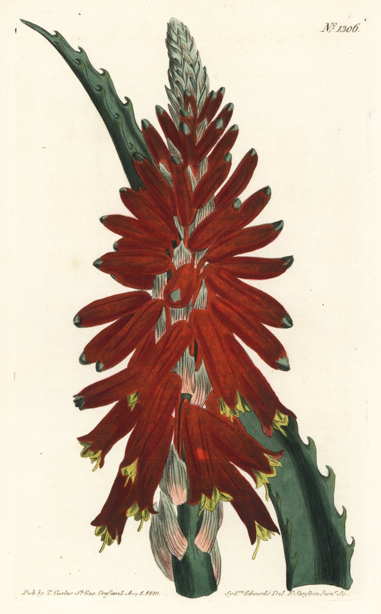 Aloe ağacı - Dar yapraklı kılıç aloe, Aloe arborescens. William Curtis