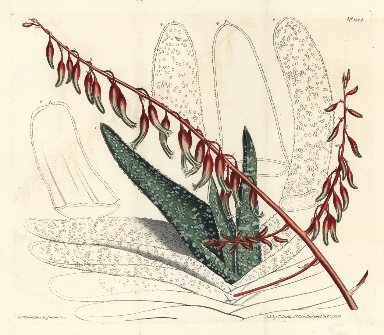 Aloes eventtails - Fan aloe, Aloe plicatilis (Dil aloe, Aloe lingua). William Curtis