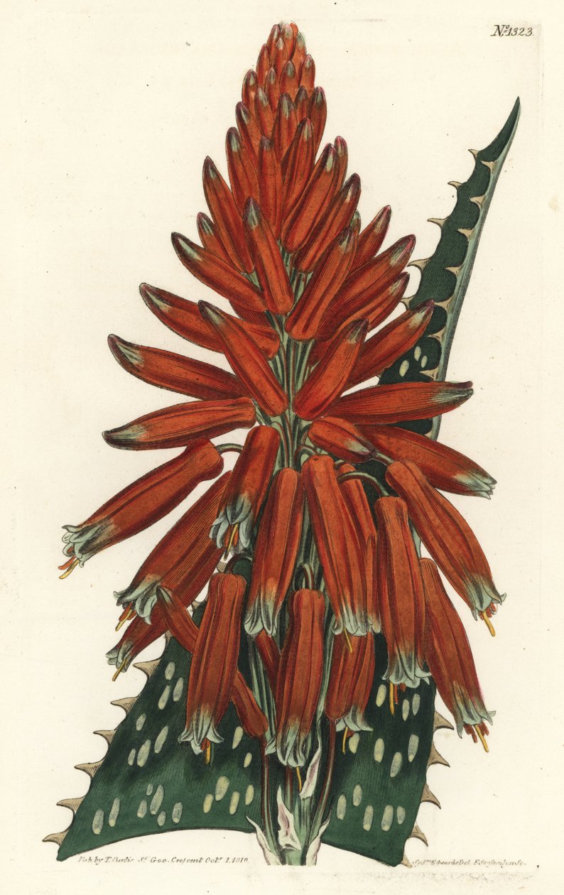 Aloes makül - Sabun veya zebra aloe, Aloe maculata (Benekli yapraklı aloe, Aloe picta). William Curtis