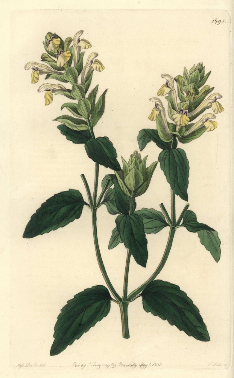 Alp scutellaria - Alp takke, Scutellaria alpina (Alp scutellaria, şerbetçiotu çeşidi, Scutellaria alpina var. lupulina). Sydenham Edwards