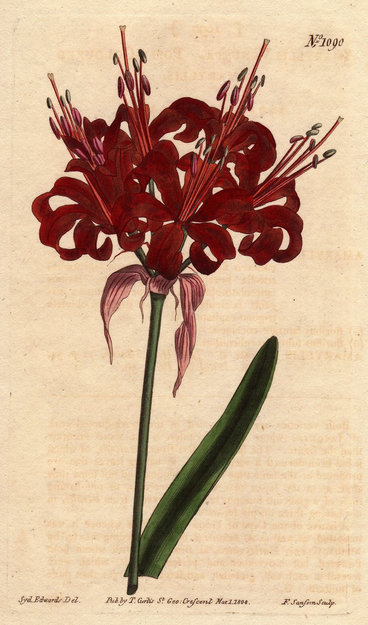 Amaryllis haşhaş rengi, koyu kıpkırmızı çiçeklerle, tek ayaktan çiçek açar. Aslen Cape of Good Esperance