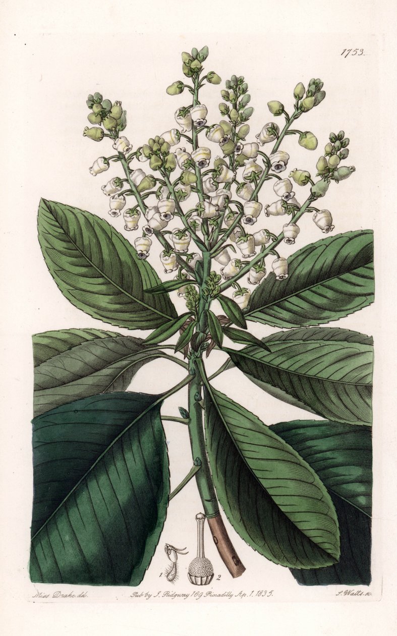 Amerikan Arbutus Ağacı - S.Watts tarafından oyulmuş, Sarah Anne Drake (1803-1857), Sydenham Edwards Botanik Sicilinden (1768-1819), İngiltere by Sydenham Teast Edwards