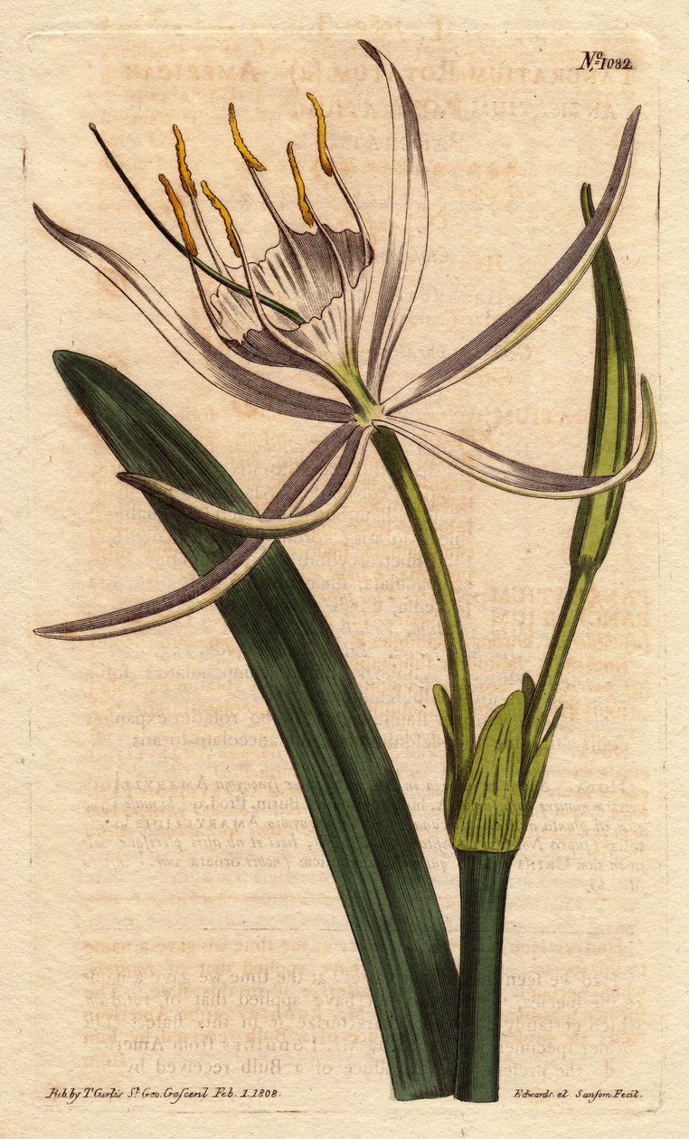 Amerikan pancratiumunun kokulu beyaz çiçekleri vardır. Beyaz kokulu çiçeklerle Amerikan pancratium. Pancratium rotatum. William Curtis