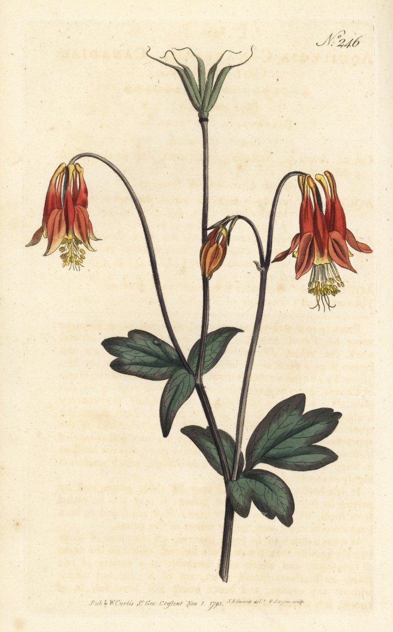 Ancolia du Canada - Kanadalı columbine. Aquilegia canadensis. Sydenham Edwards rom William Curtis