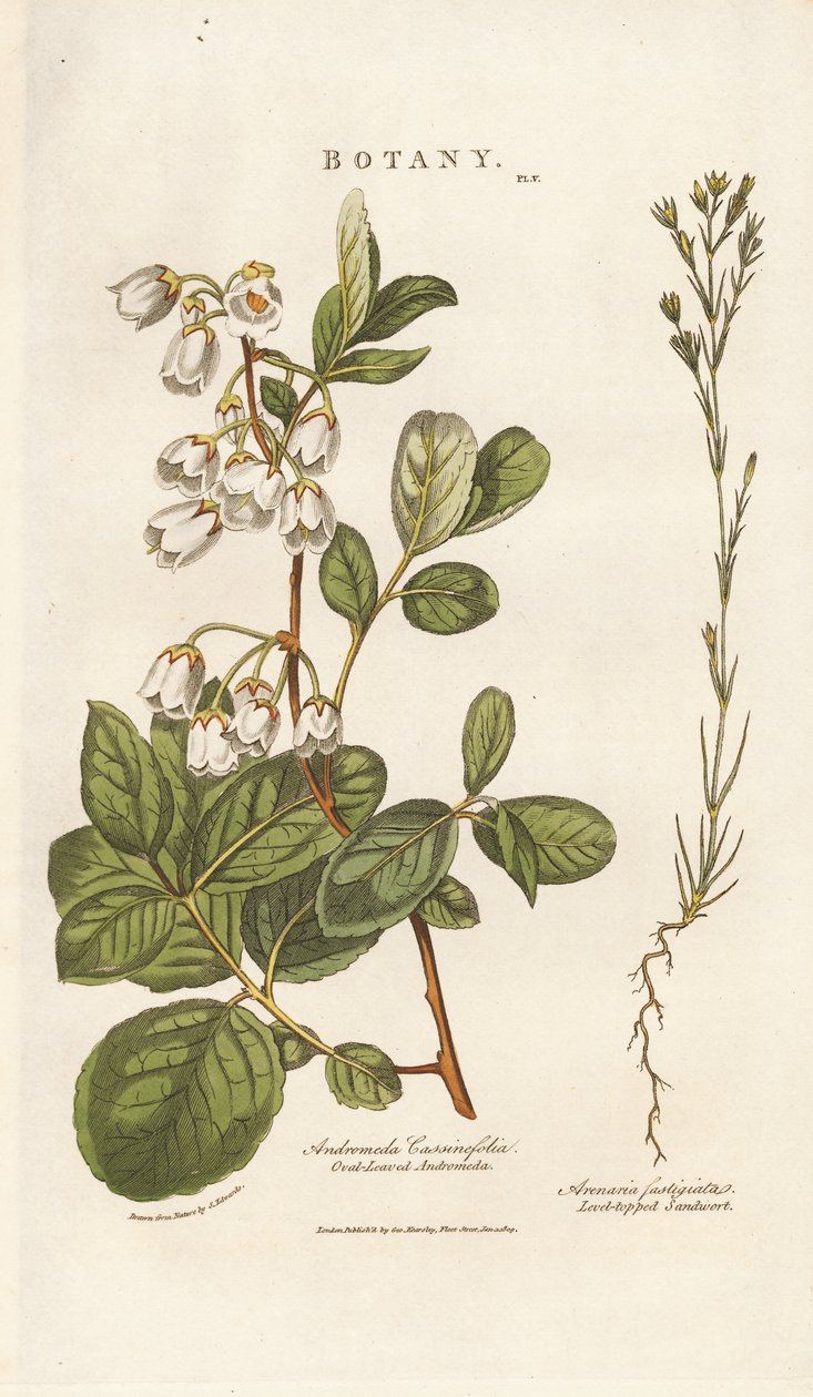 Andromeda ve Sandwort by Sydenham Teast Edwards