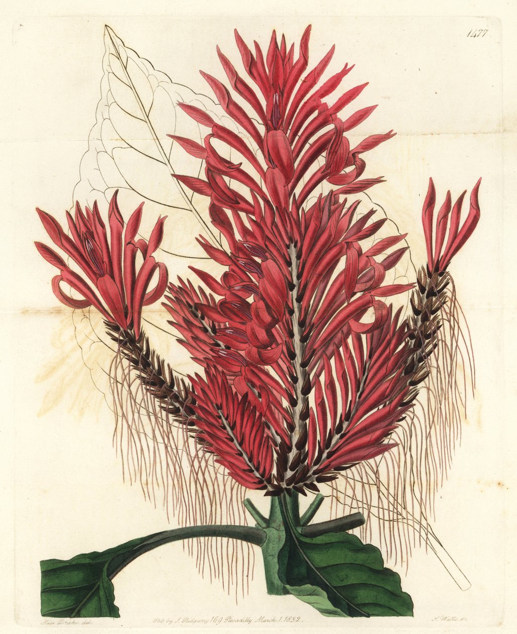 Aphelandra arborea (Tepeli aphelandra, Aphelandra cristata). Sydenham Edwards