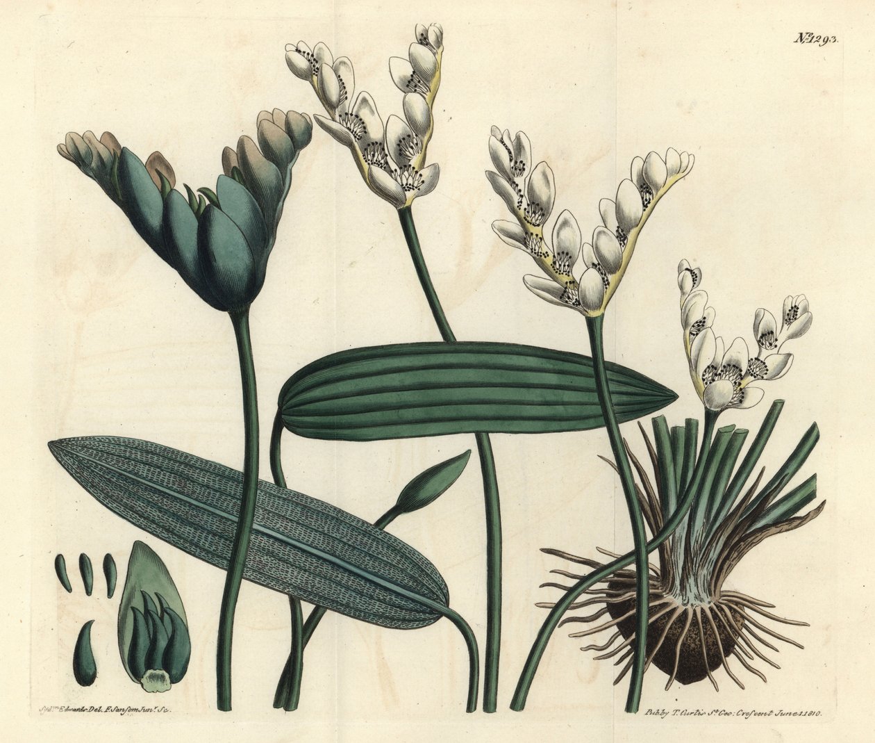 Aponogeton kokulu - Cap-pondweed, Aponogeton distachyos (Çatallı çiçekli aponogeton, Aponogeton distachyon). William Curtis