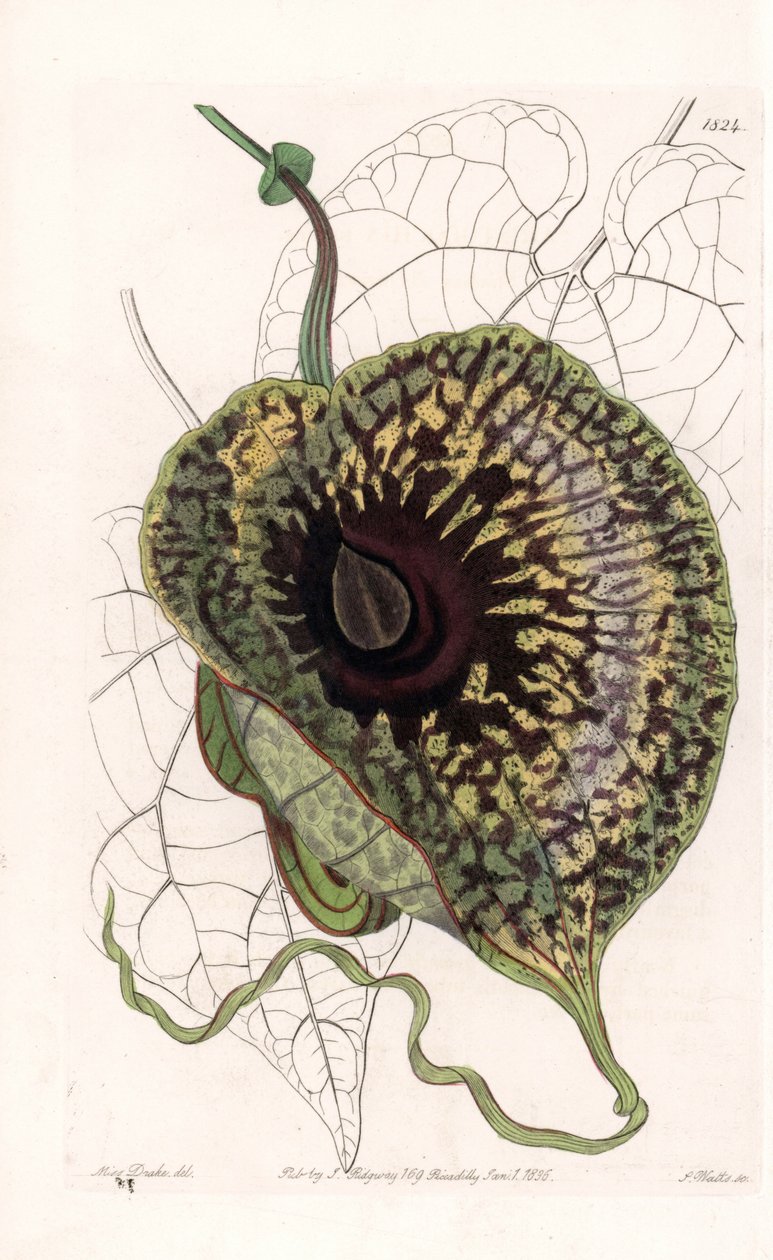 Aristoloche Variete - S.Watts tarafından oyulmuş plaka, Sarah Anne Drake (1803-1857), Sydenham Edwards Botanik Kaydı