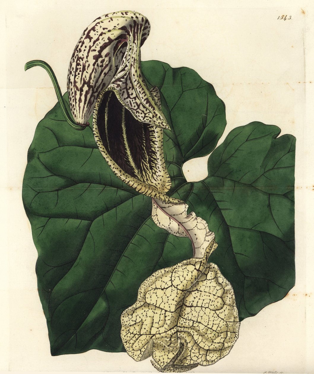 Aristoloche variete - Tekne çiçekli doğum otu, Aristolochia cymbifera. Sydenham Edwards