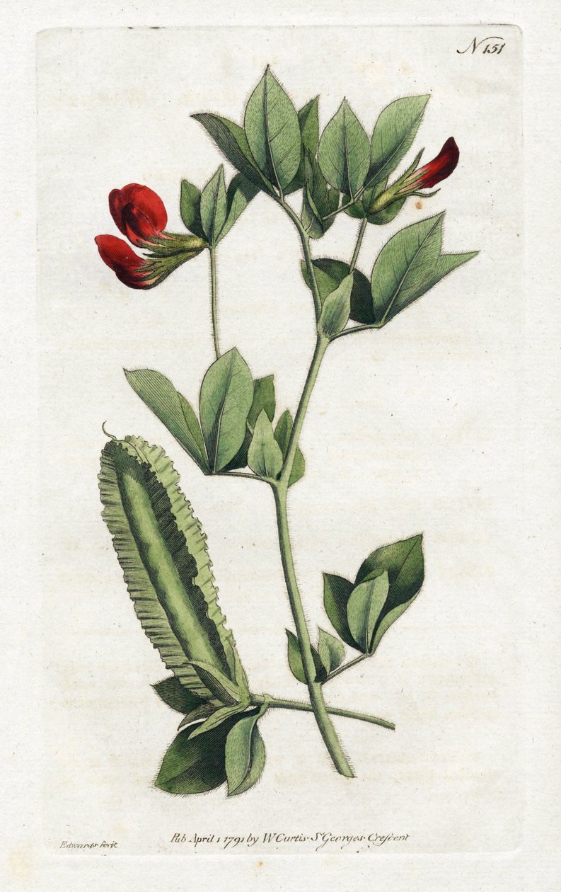 Kuşkonmaz Bezelye - Sydenham Edwards (1768-1819) tarafından litografi, William Curtis