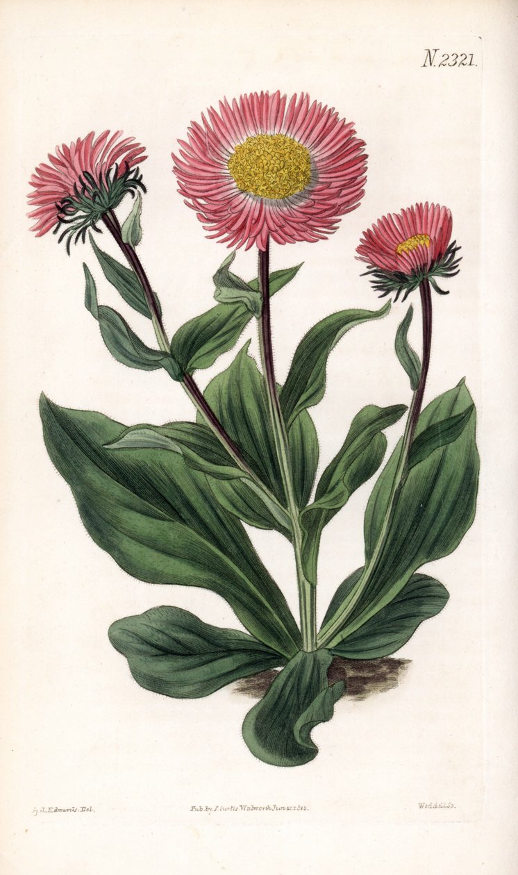 Aster Variete - İnce ışınlı yıldız otu, Aster alwartensis, Kafkasya