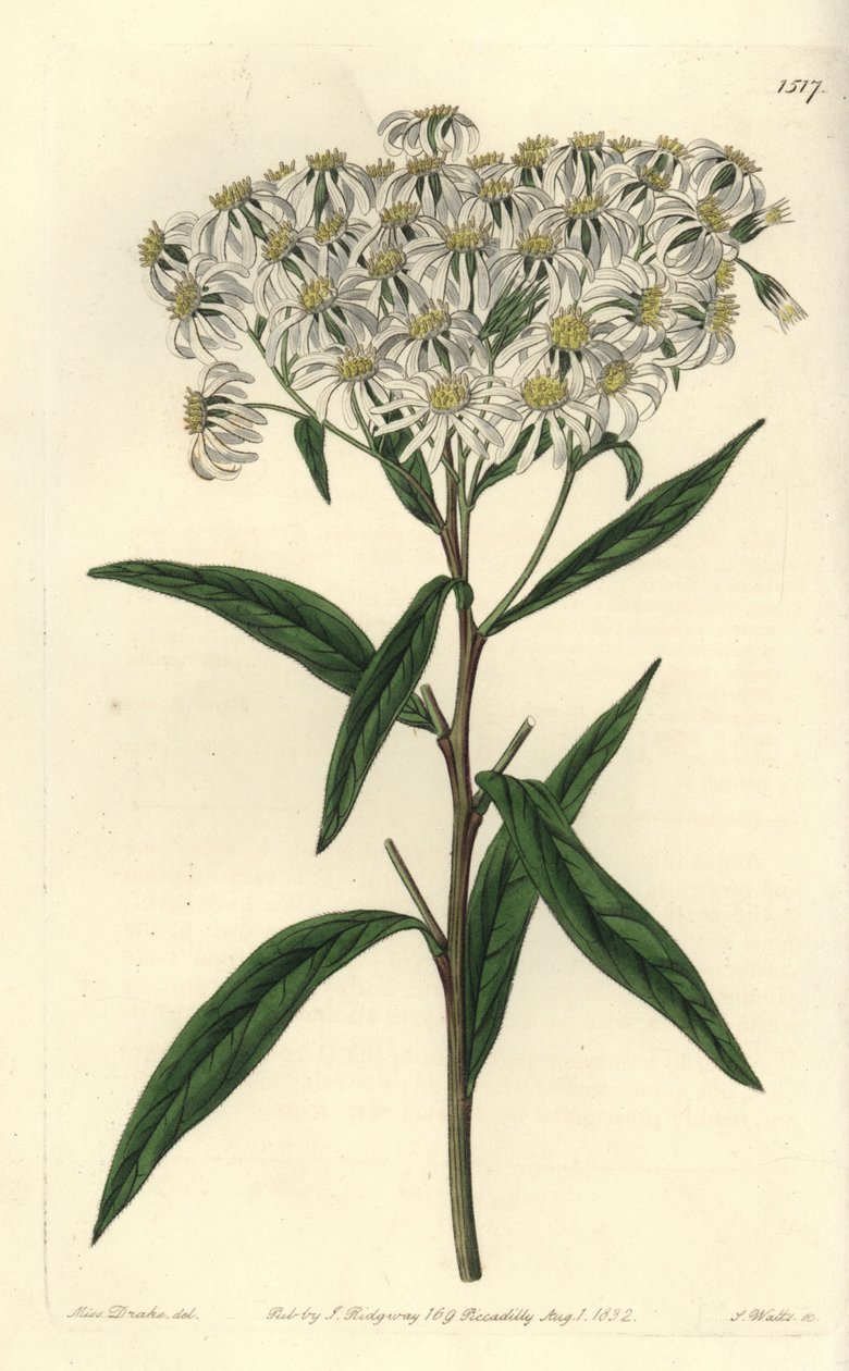 Aster a umbellata - Düz tepeli aster, Doellingeria umbellata (Badem yapraklı aster, Aster amygdalinus). Sydenham Edwards