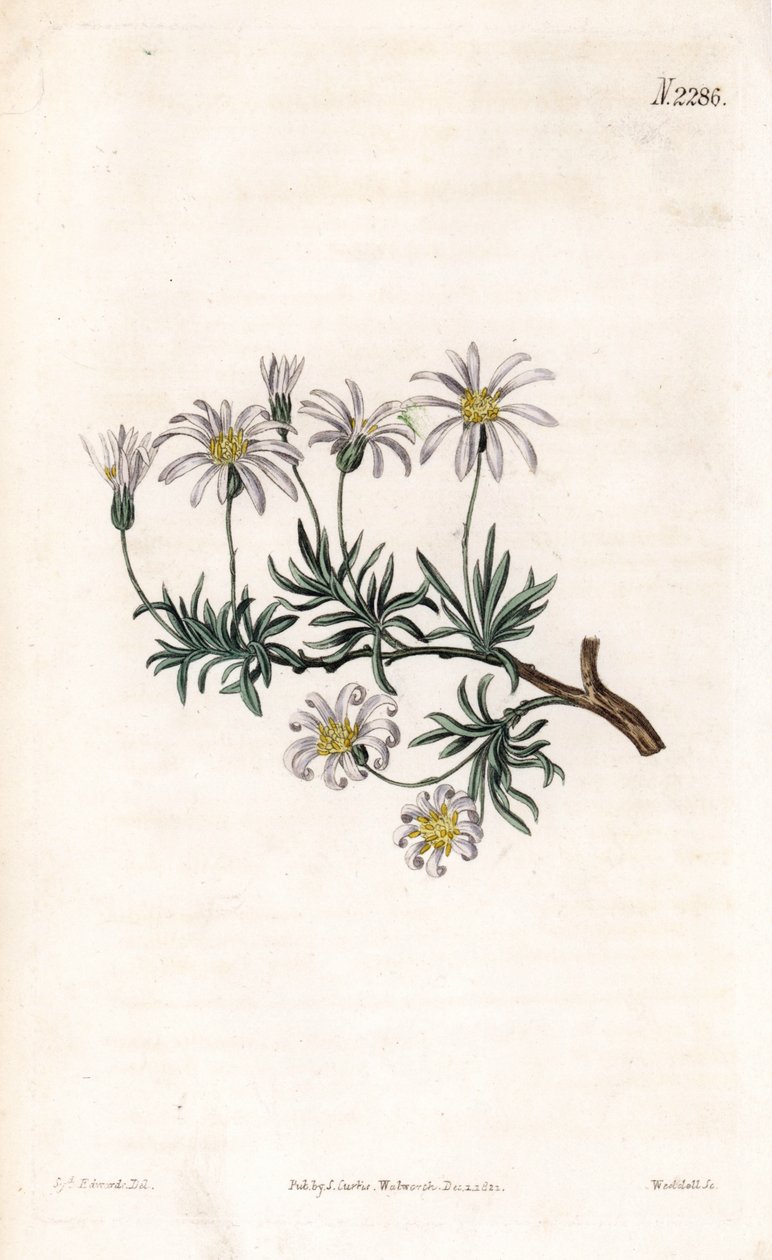 Aster dönüm - Çalı aster, Felicia fruticosa (Çalı yıldız otu, Aster fruticulosus). Samuel Curtis