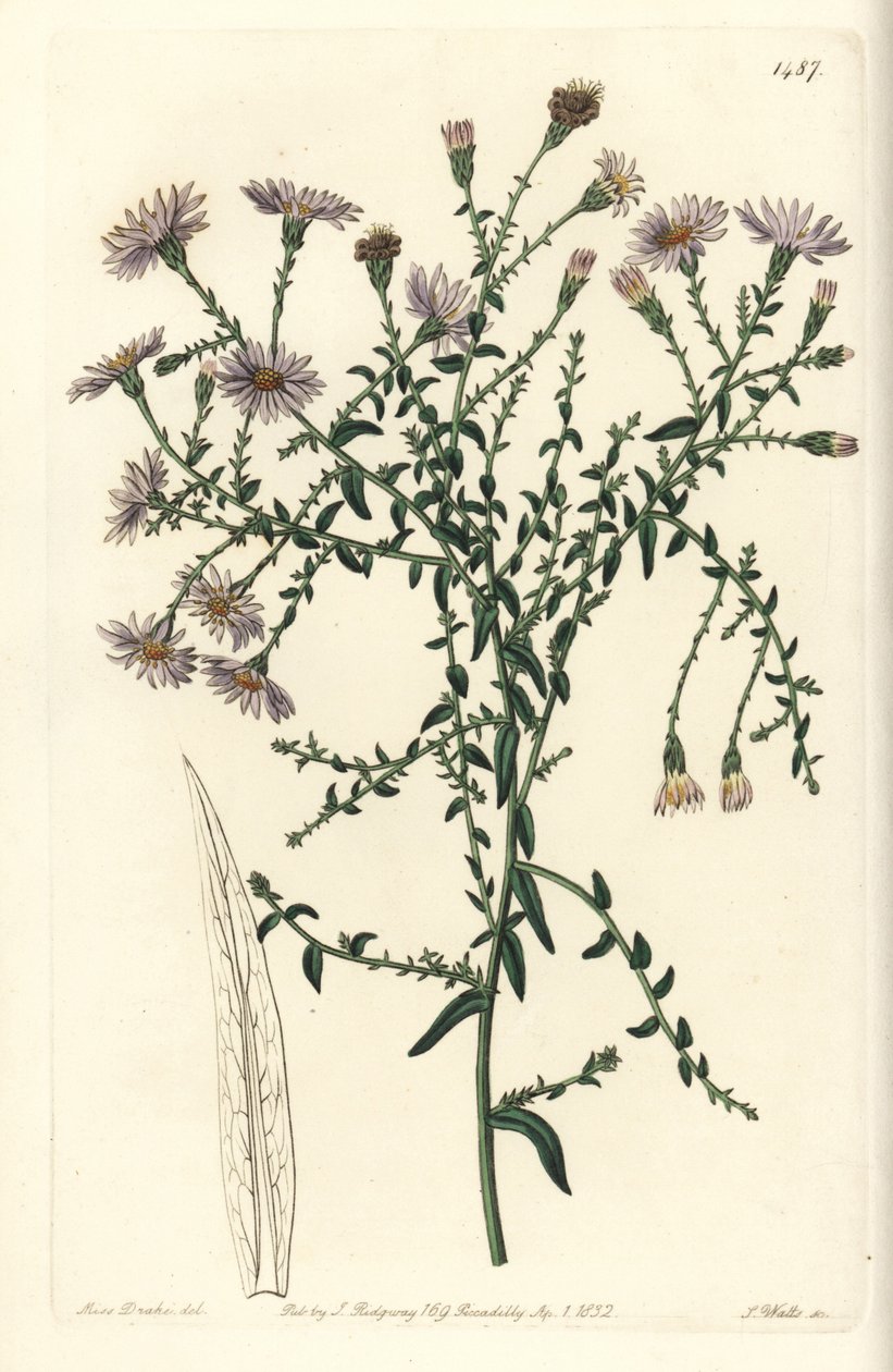 Aster çeşidi - New York aster, Symphyotrichum dumosum (Coris yapraklı yıldız otu, Aster coridifolius). Sydenham Edwards