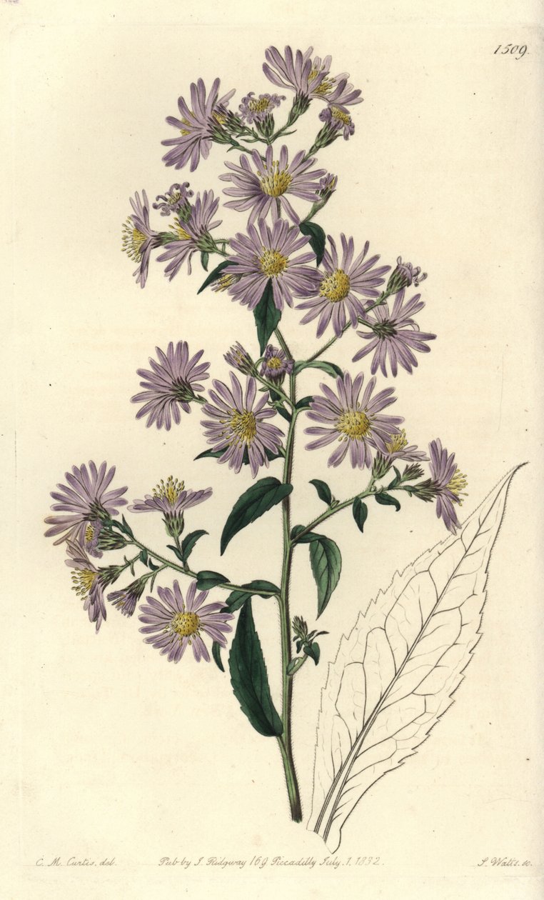 Aster çeşidi - Panikli aster, Symphyotrichum lanceolatum (Pallid aster, Aster pallens). Sydenham Edwards