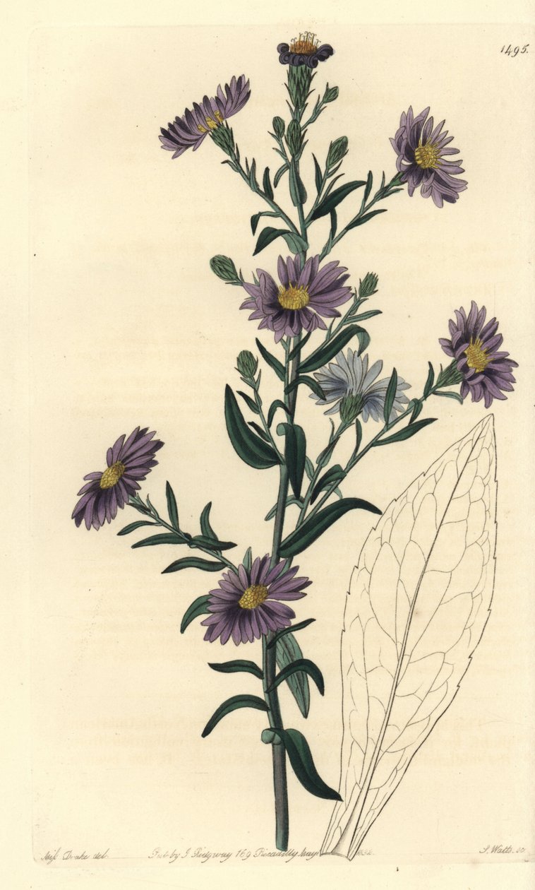 Aster çeşidi - Düz aster, Symphyotrichum laeve (Glaucous aster, Aster cyaneus). Sydenham Edwards