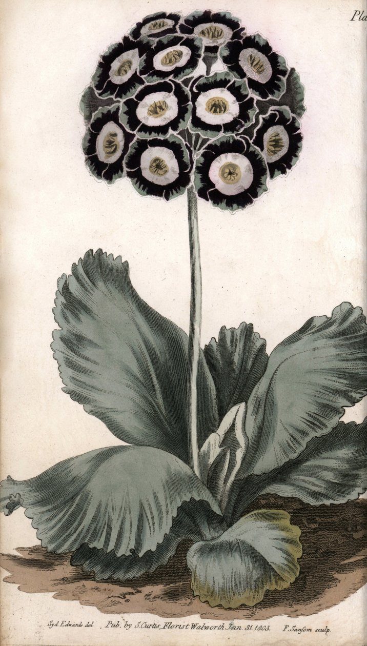 Kulak kepçesi veya ayı kulağı. Renkli bakır gravür, Sydenham Edwards (1768-1819) tarafından Botanik Konferansları için illüstrasyon, Lambeth Botanik Bahçesi (İngiltere) by Sydenham Teast Edwards
