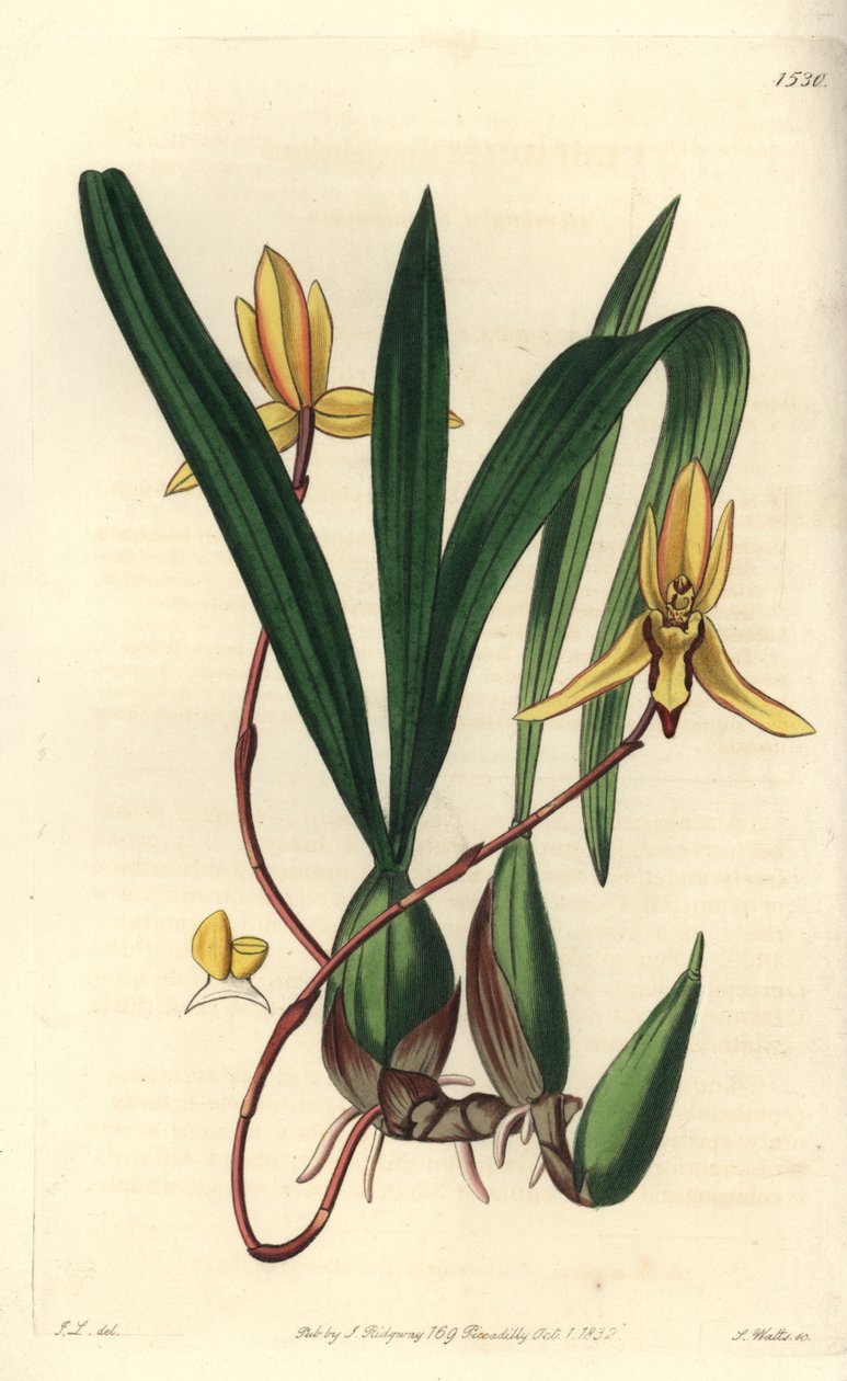Avustralya epifitik orkide çeşidi - Brasiliorchis marginata orkide (Kırmızı kenarlı cymbidium orkide, Cymbidium marginatum). Sydenham Edwards' Botanical Register, Ridgewa'dan John Lindley tarafından yapılan bir illüstrasyonun ardından S. Watts tara by Sydenham Teast Edwards