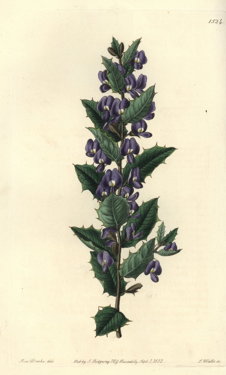 Avustralya hovea çalı çeşidi - Hovea chorizemifolia (Chorozemma yapraklı hovea, Hovea chorozemaefolia). Sydenham Edwards