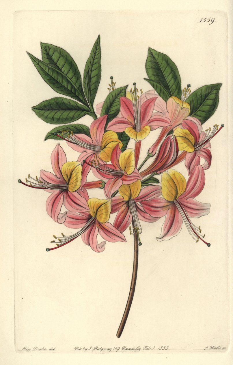 Açelya pontik sarı - Sarı açelya, Rhododendron luteum (Değiştirilebilir Pontik açelya, Açelya pontica versicolor). Sydenham Edwards