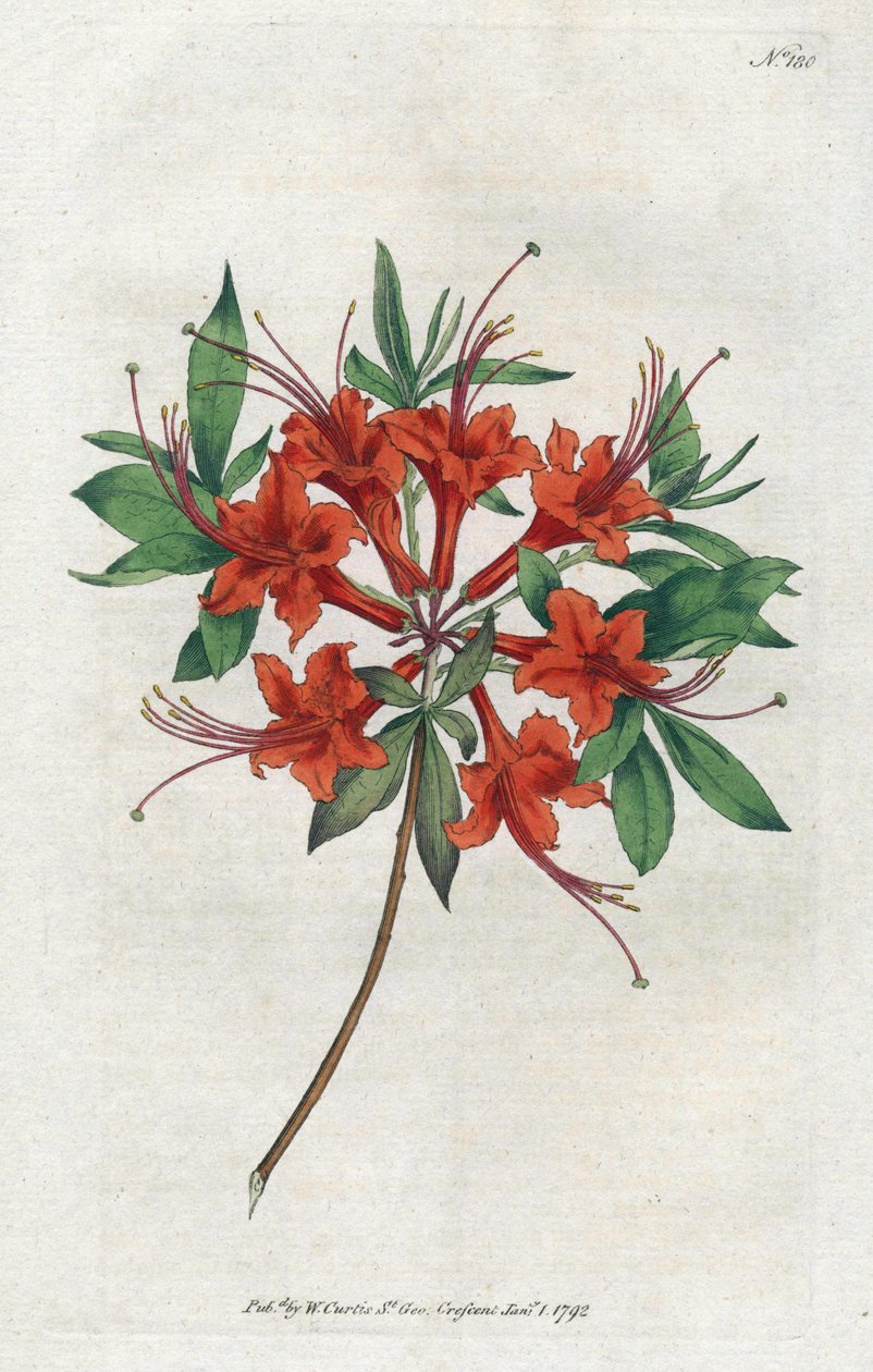 Çıplak çiçekli açelya (Rhododendron periclymenoides) - Sydenham Edwards (1768-1819) tarafından litografi, William Curtis (1746-1799) tarafından Botanik Dergisi
