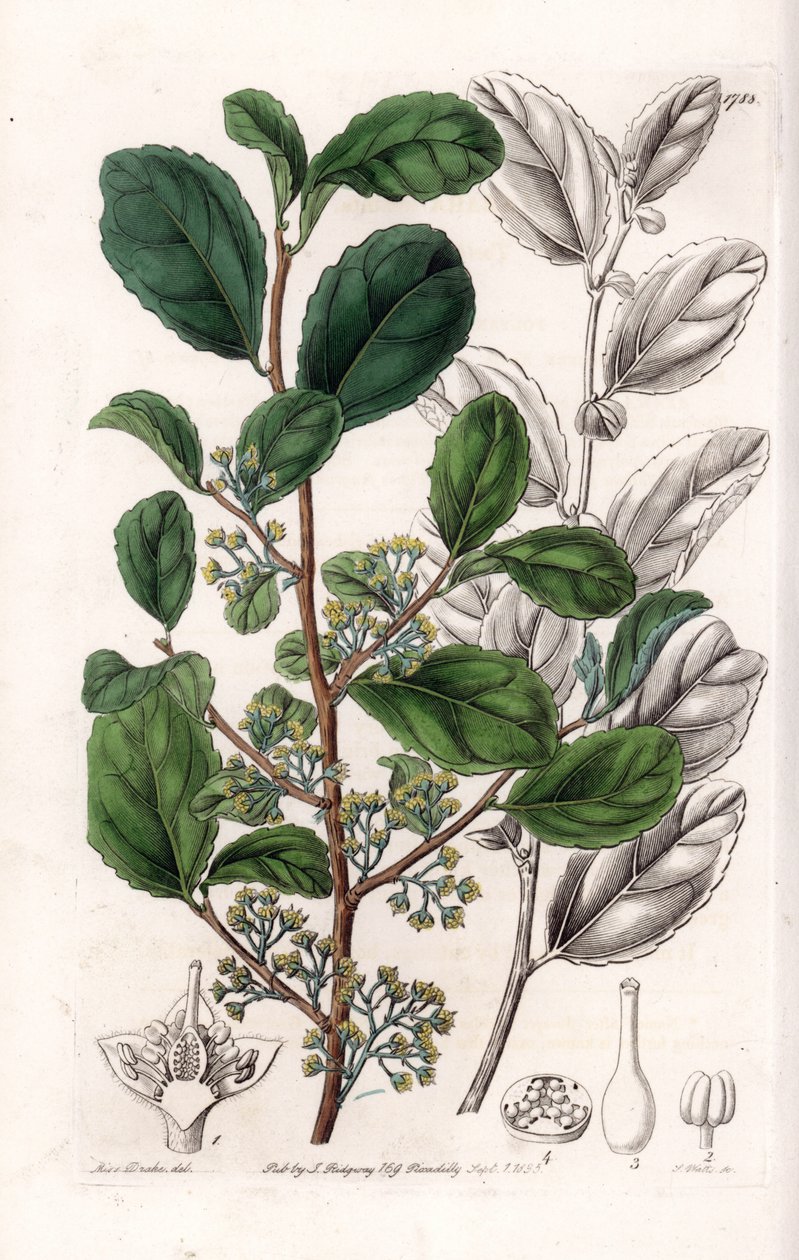 Azara Variete - S.Watts tarafından oyulmuş plaka, Sarah Anne Drake (1803-1857), Sydenham Edwards Botanik Kaydı