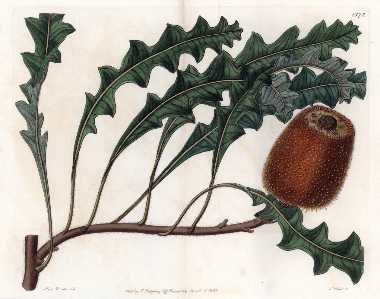 Banksia gardneri, Avustralya Oiginary - S.Watts tarafından oyulmuş, Sarah Anne Drake (1803-1857), Sydenham Edwards Botanik Kaydı