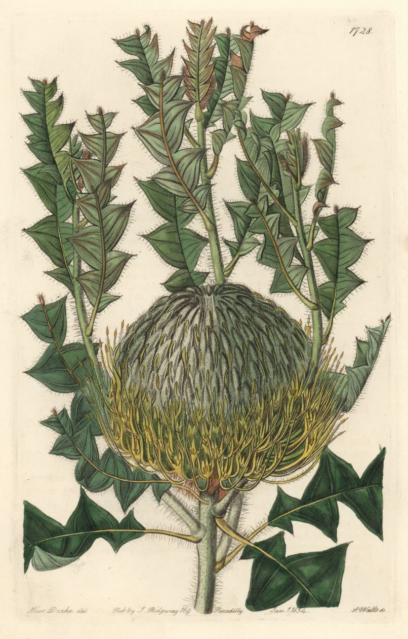 Banksia speciosa, aslen Avustralya