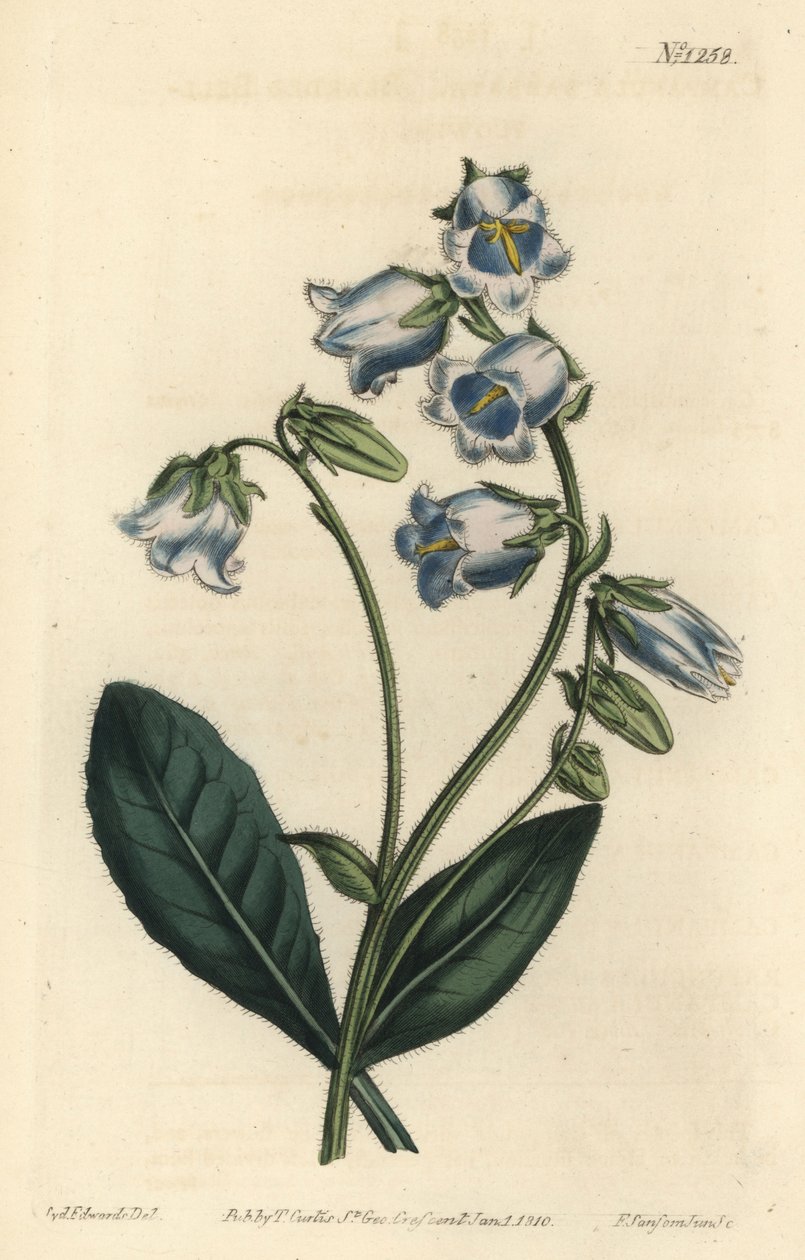 Barbue - Sakallı çan çiçeği, Campanula barbata - William Curtis