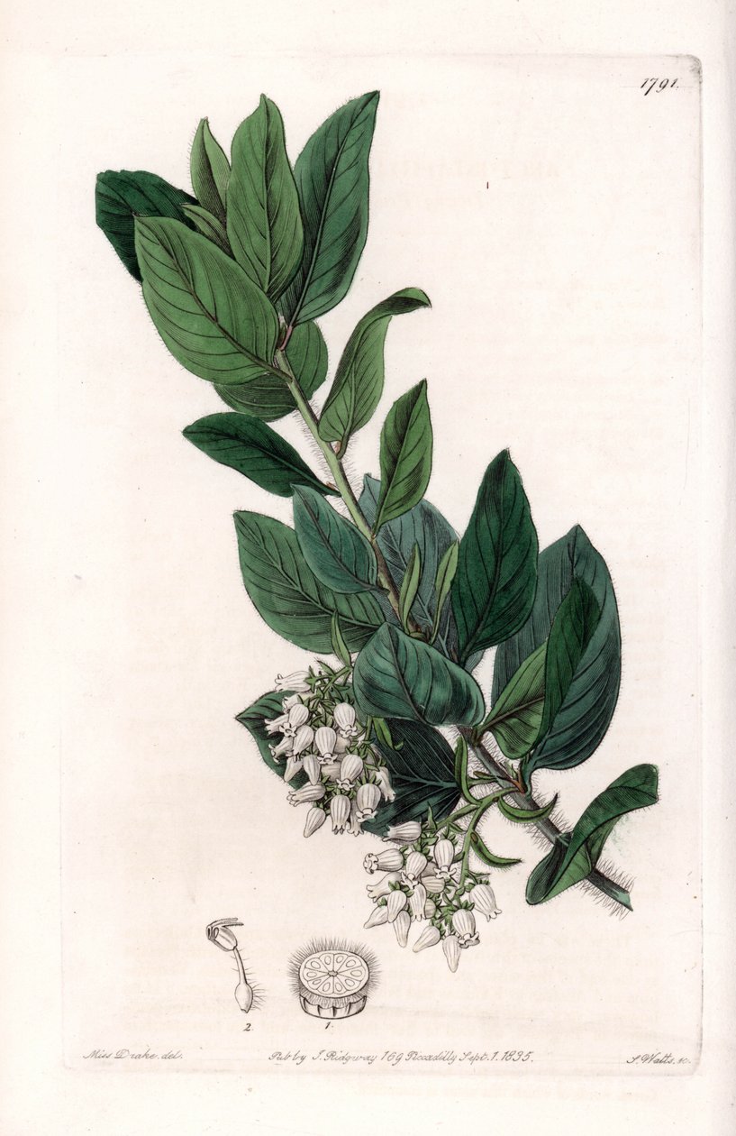 Bear Grape, aslen Kaliforniya