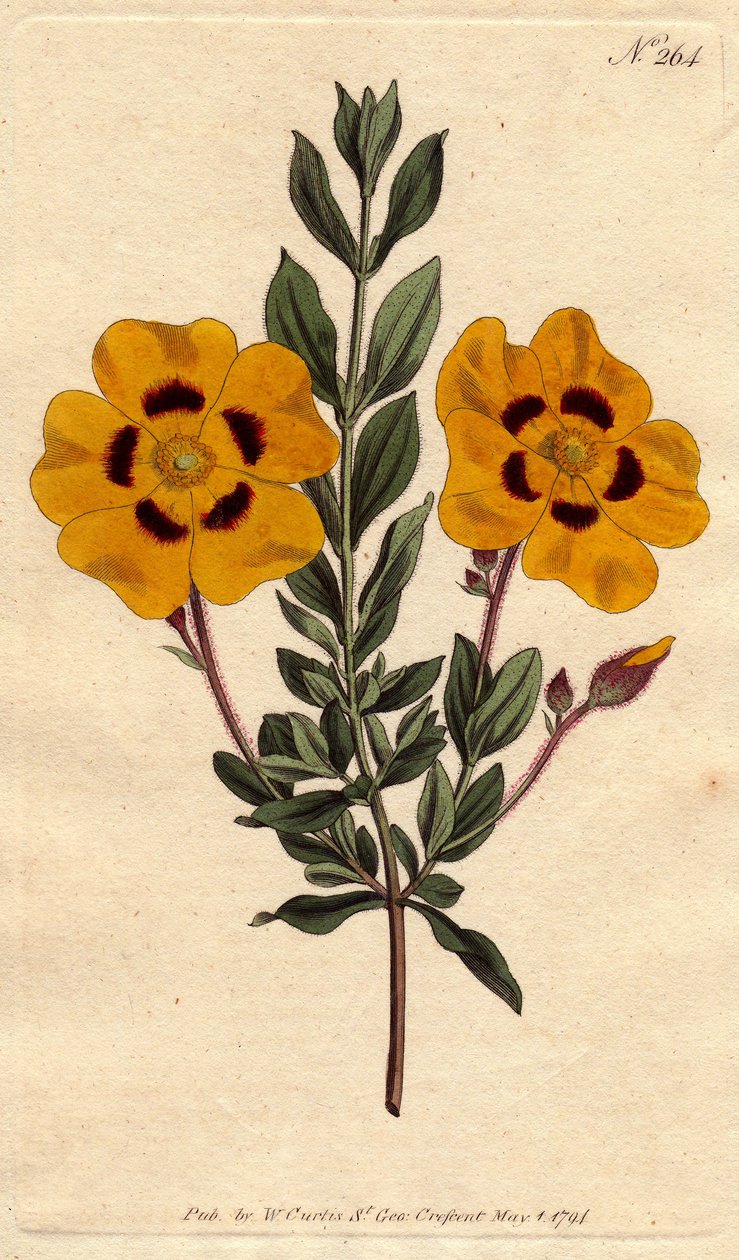Güzel sandık, kıpkırmızı ile süslenmiş parlak sarı çiçeklere sahiptir. Kırmızı ile süslenmiş canlı sarı çiçekli güzel laden. Cistus formosus. William Curtis