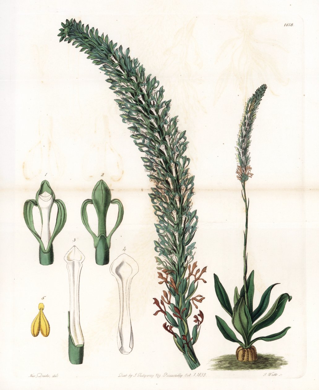 Belle sauroglossum - S.Watts tarafından oyulmuş plaka, Sarah Anne Drake (1803-1857), Sydenham Edwards Botanik Kaydı
