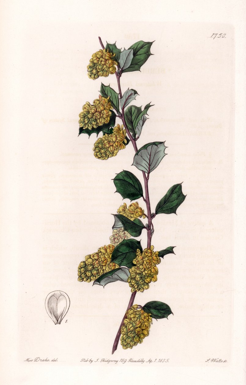 Berberis - S.Watts tarafından oyulmuş plaka, Sarah Anne Drake (1803-1857), Sydenham Edwards Botanik Kaydı